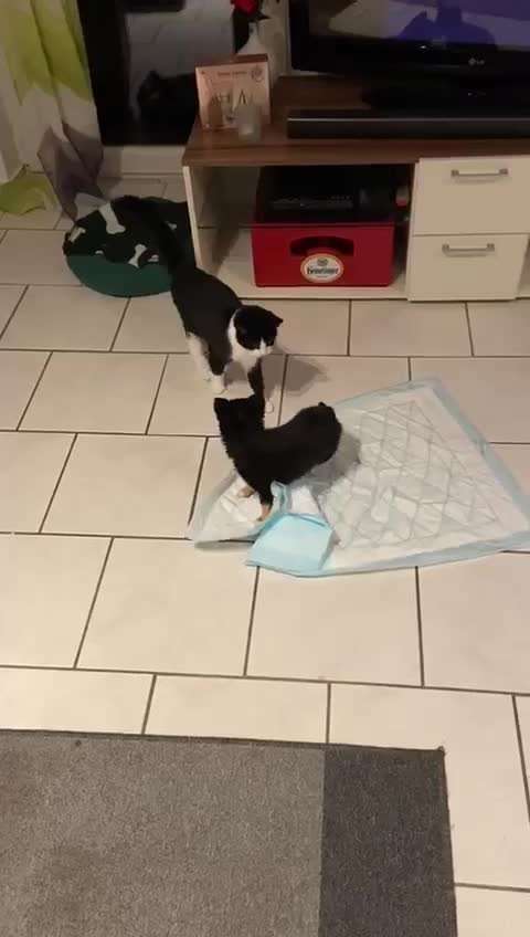 Welpen Bilder !-Beitrag-Bild