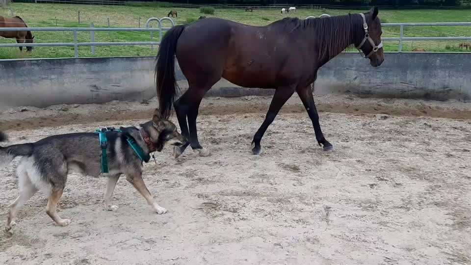 Pferde und hunde-Beitrag-Bild