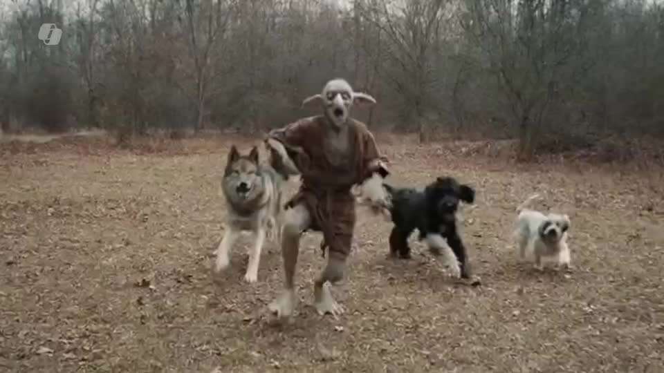 " Dogs choose humans..." Videos ein neuer Trend ? ..oder alles KI generiert ? eure Meinung/Erfahrung-Beitrag-Bild