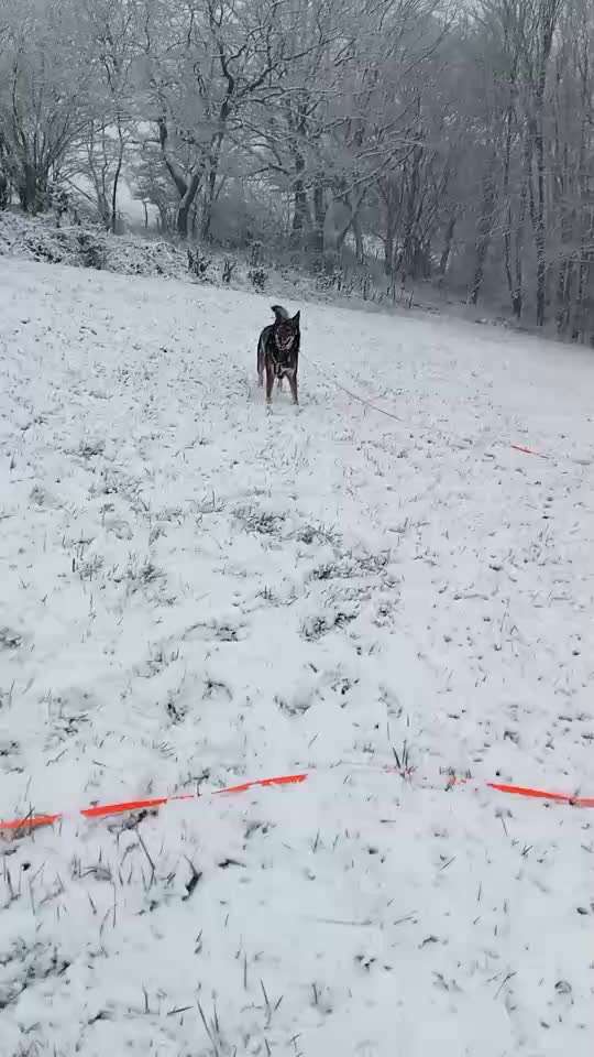 Mein Junghund flippt im Schnee total aus-Beitrag-Bild