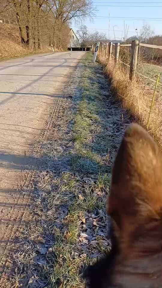 Jagdverhalten bei einem Hütehund-Beitrag-Bild