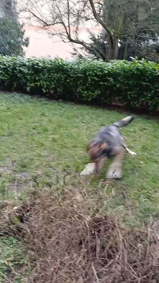 Spitzname(n) Deines Hundes-Beitrag-Bild