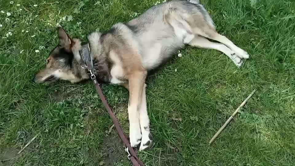 Hund in der Sonne liegen lassen?-Beitrag-Bild