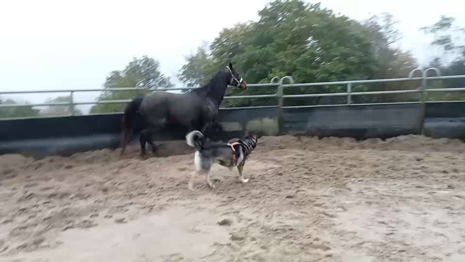 Shepsky / Husky Schäferhundmix
Was habt ihr für Erfahrungen gemacht?-Beitrag-Bild