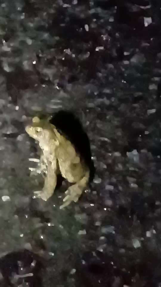 Freddys Kummerkasten-Beitrag-Bild