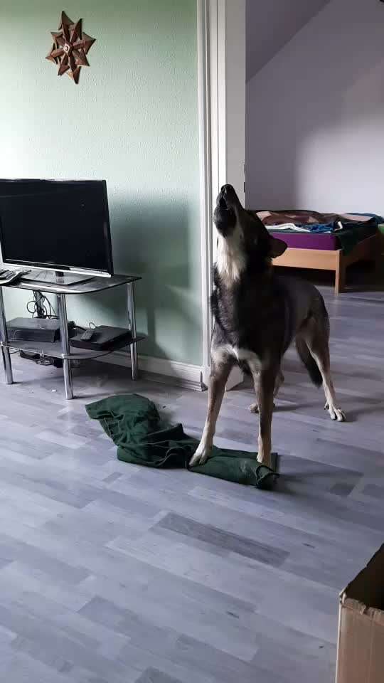 Lustige  und seltsame Angewohnheitn eurer Fellnasen :)-Beitrag-Bild