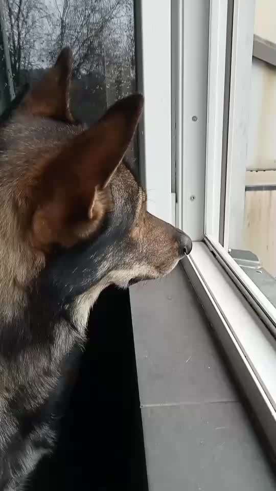 "Wer heult am schönsten/lautesten/längsten....- Challenge".-Beitrag-Bild