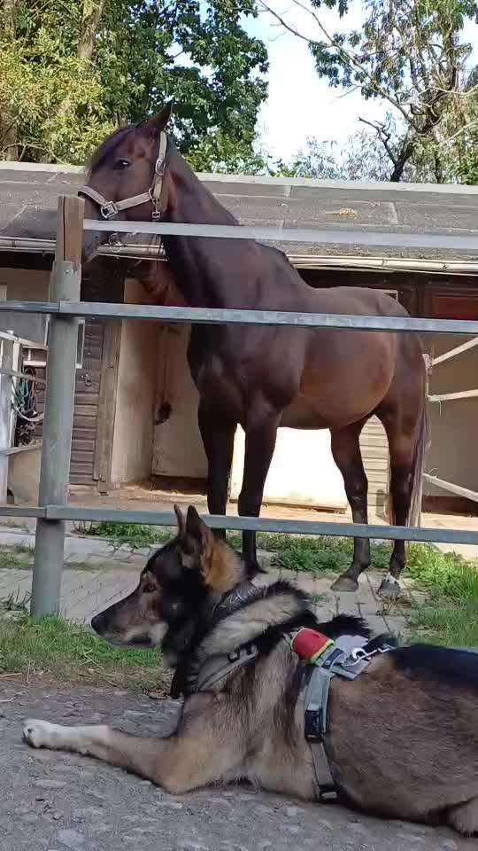 Freddys Kummerkasten-Beitrag-Bild
