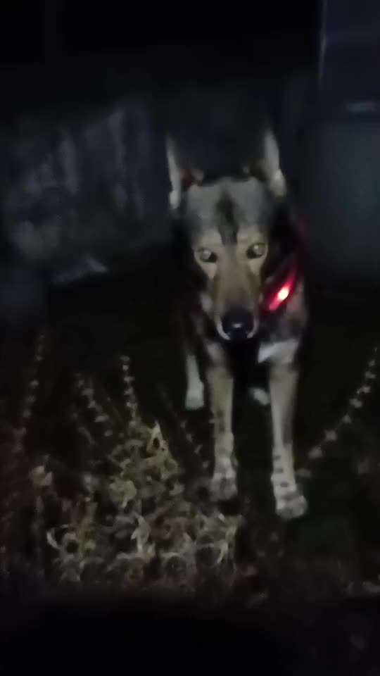 Freddys Kummerkasten-Beitrag-Bild