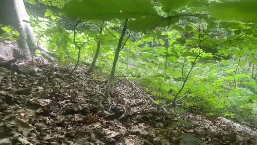 Wolfhunde Besitzer TWH oder SWH hier?-Beitrag-Bild