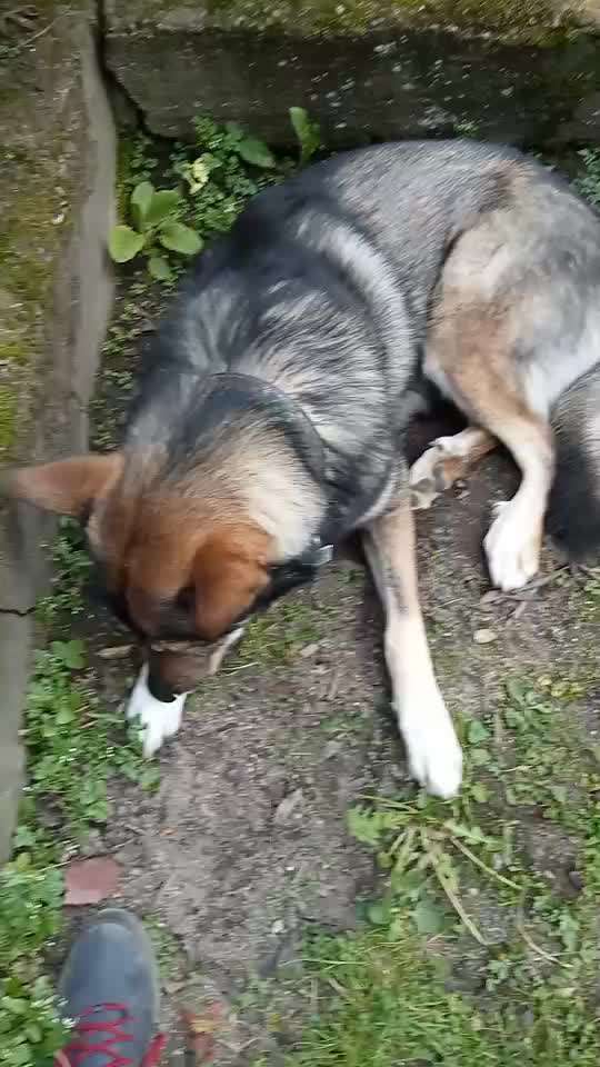 Gelassenheitstraining mit Junghund. Aufbau, Übungen, Tipps und Tricks?-Beitrag-Bild