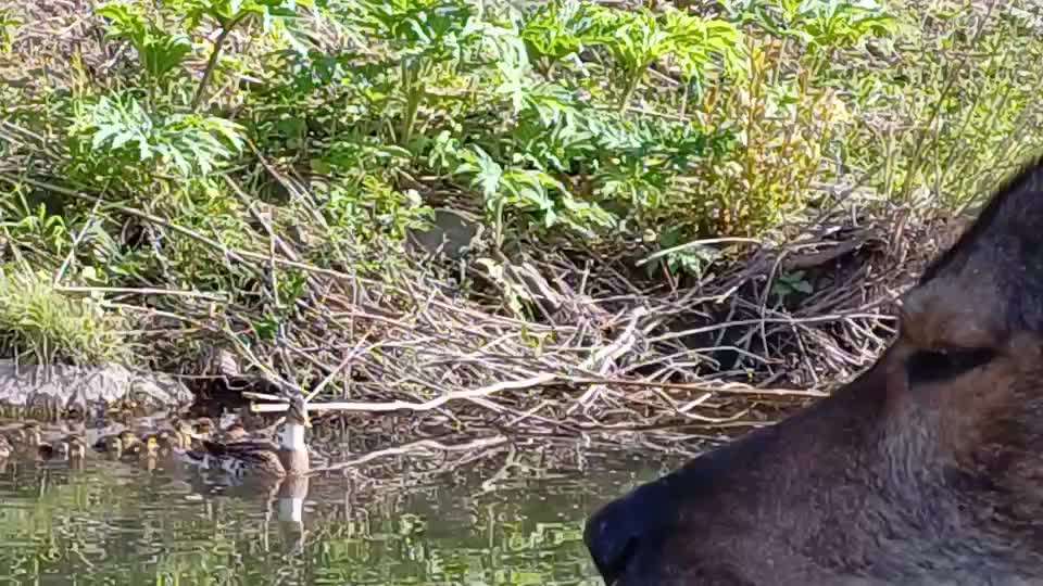 Freddys Kummerkasten-Beitrag-Bild