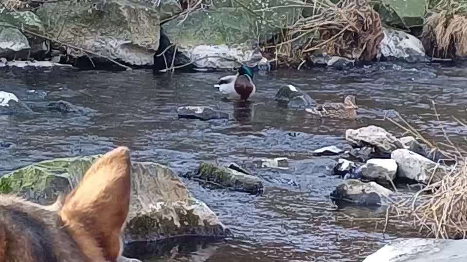 Spiel oder Jagttrieb?-Beitrag-Bild