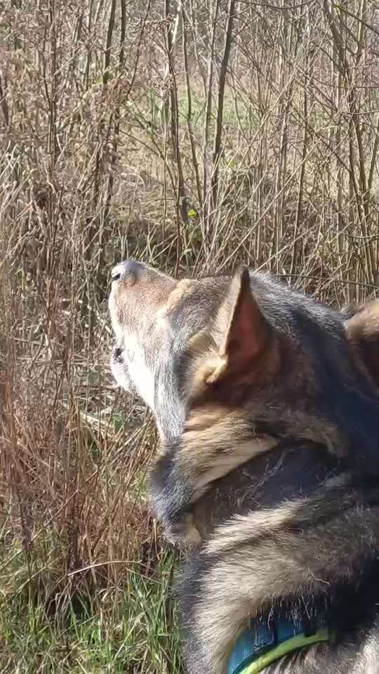 Was haben wir aus dem Hund gemacht?-Beitrag-Bild