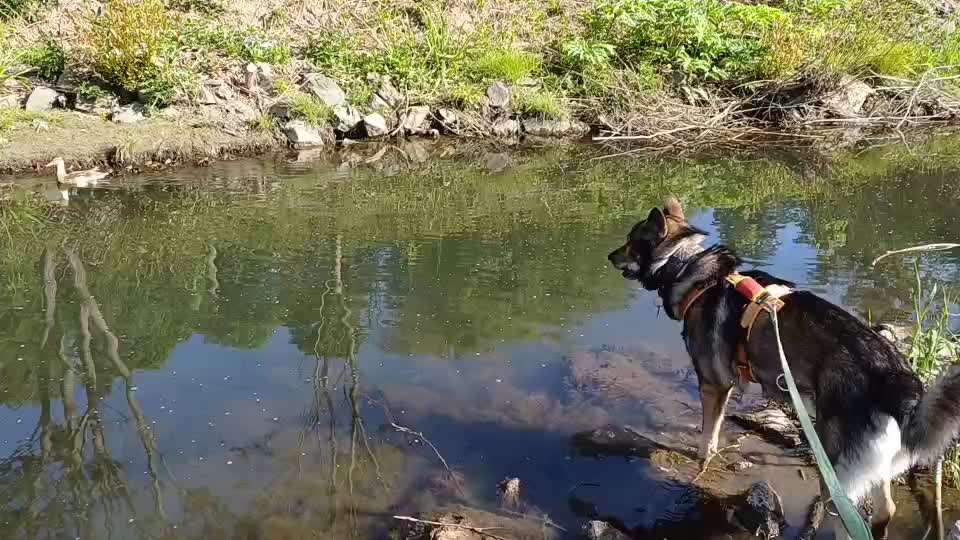 Freddys Kummerkasten-Beitrag-Bild