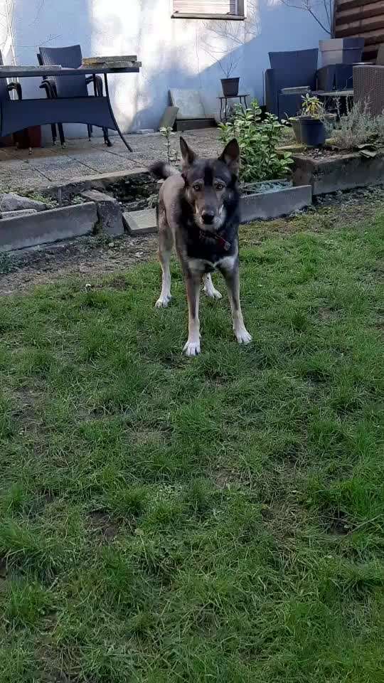 Hündischer Rassismus (Wegen Rassen Thema;)-Beitrag-Bild