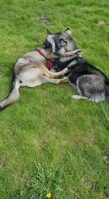 Wenn große Hunde und kleine Hunde wild toben...-Beitrag-Bild