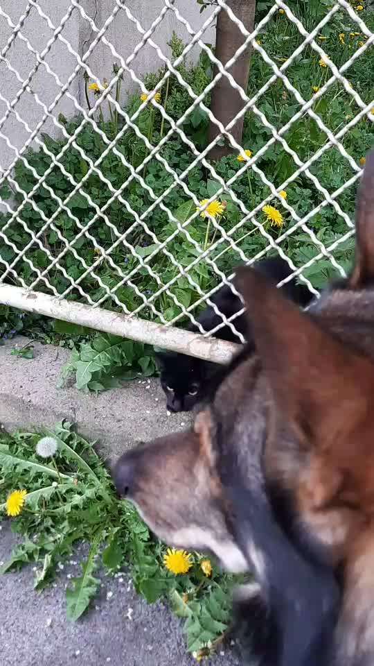 Zoobesuch mit Hund; wie reagieren eure Hunde auf die unterschiedlichen Tierarten...?-Beitrag-Bild