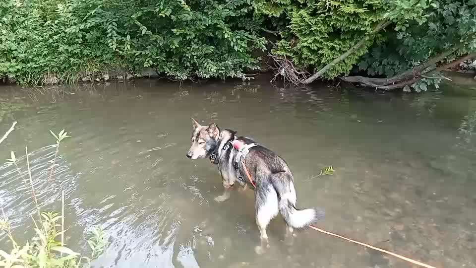 Freddys Kummerkasten-Beitrag-Bild