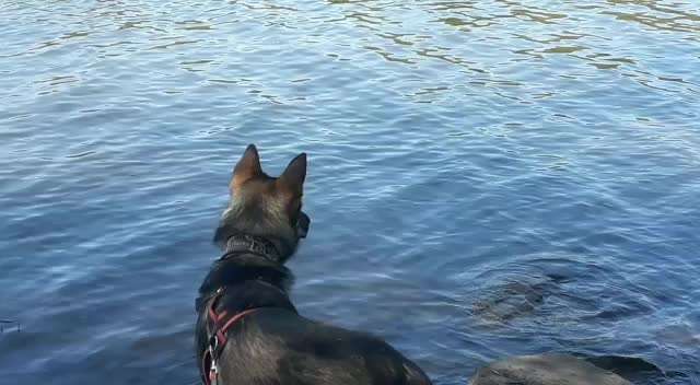 Zeigt hier Euer liebstes Video Eurer Hunde-Beitrag-Bild