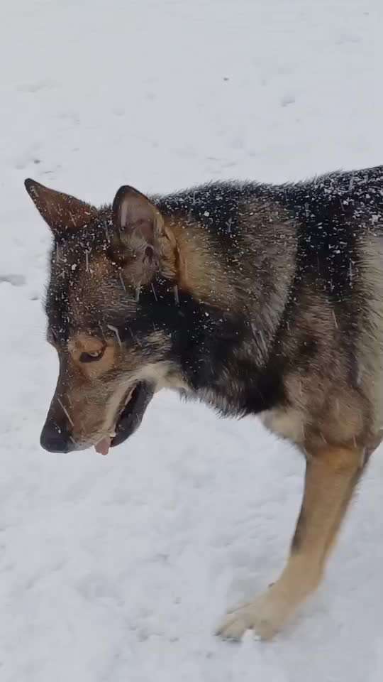 Was haben wir aus dem Hund gemacht?-Beitrag-Bild