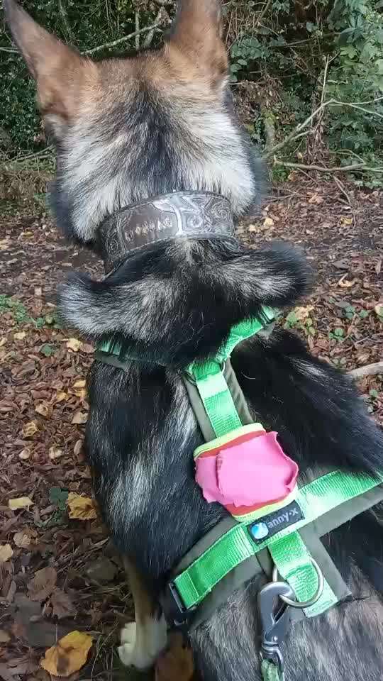 Wechsel von Fressnapf auf Tractive-Beitrag-Bild