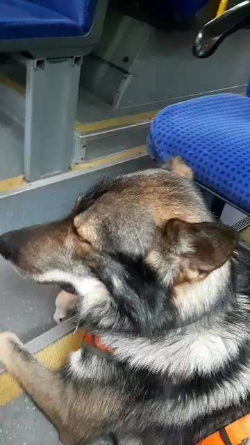 Öffentliche Verkehrsmittel nutzen mit Hund-Beitrag-Bild