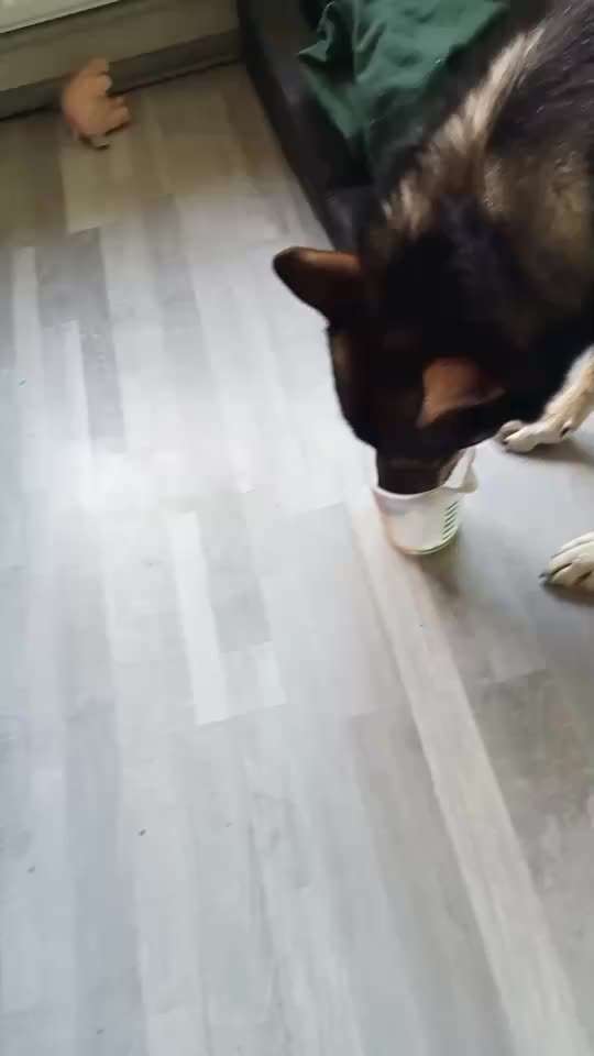 Brachycephale Hunderassen-Beitrag-Bild