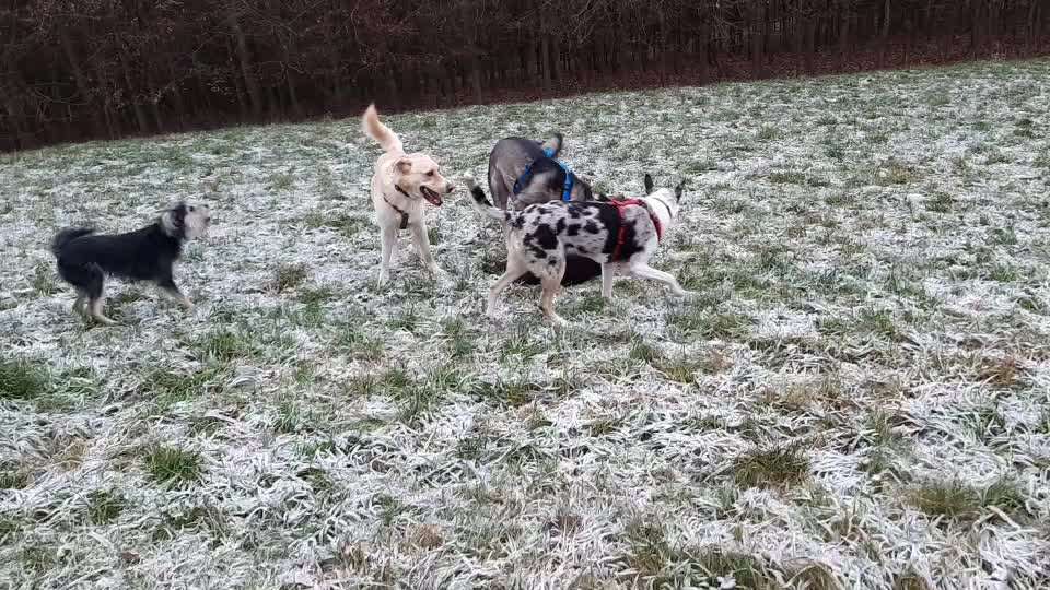 Wenn große Hunde und kleine Hunde wild toben...-Beitrag-Bild