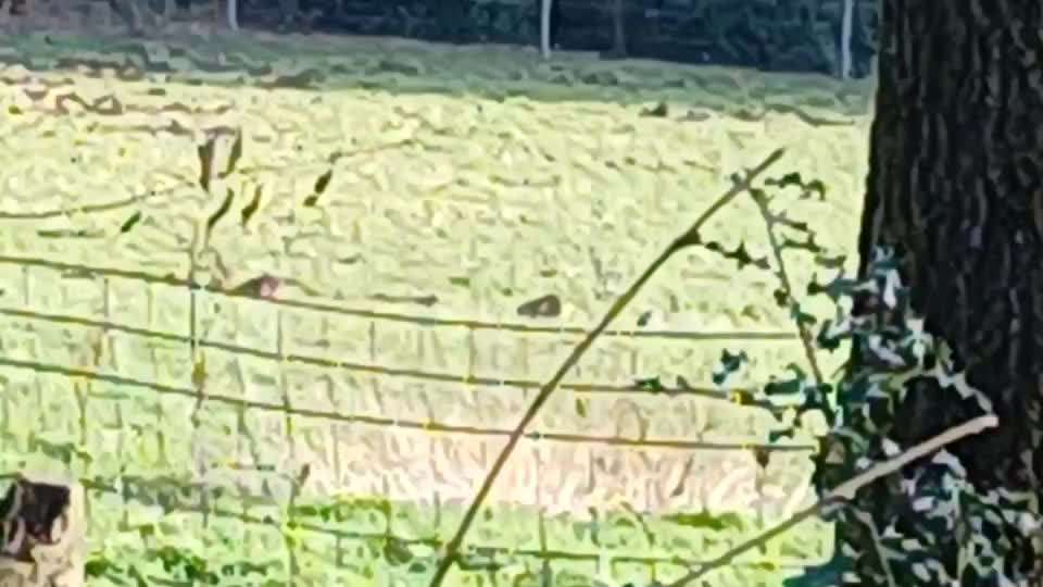 Freddys Kummerkasten-Beitrag-Bild