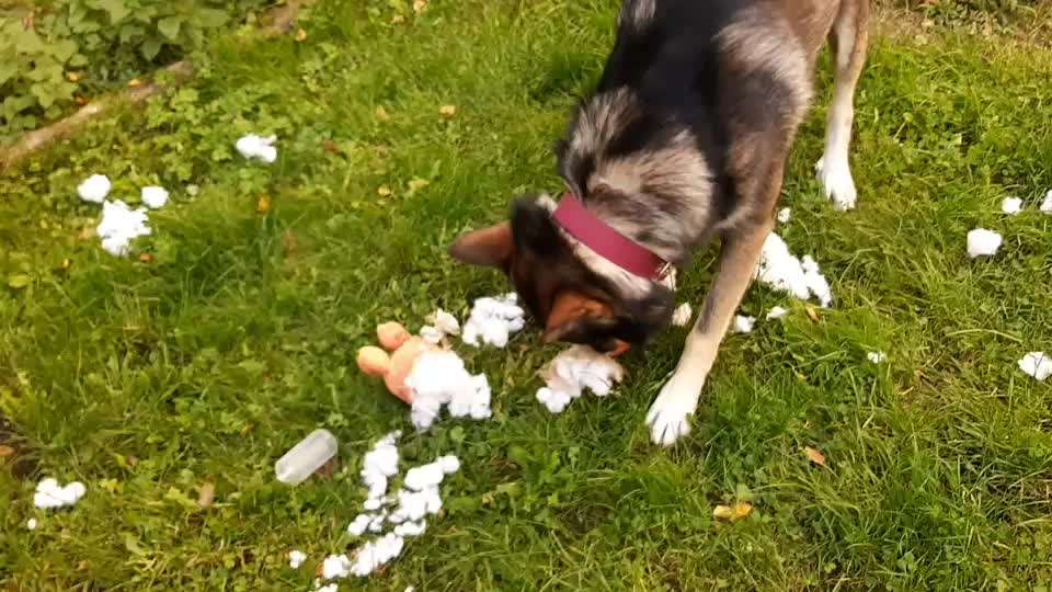 Freche Hunde-Beitrag-Bild