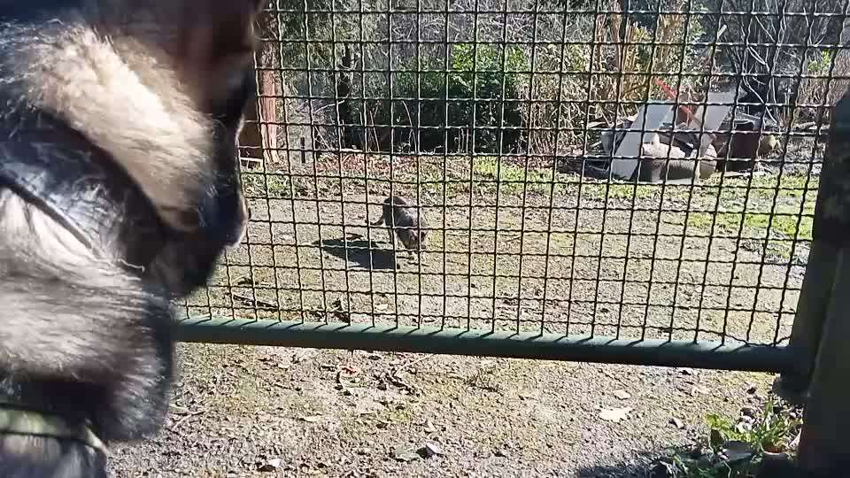 35. Impulskontrollübung "Kontakt mit anderen Tieren"-Beitrag-Bild