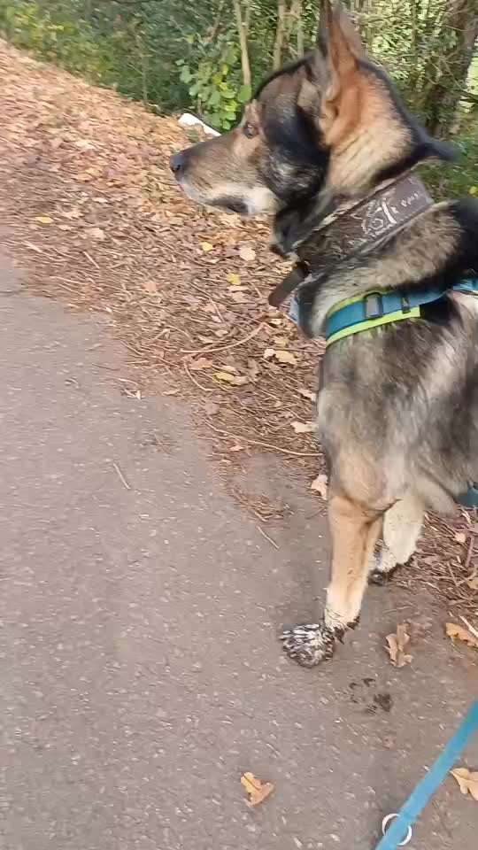 Freddys Kummerkasten-Beitrag-Bild