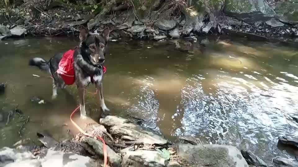 Rucksack für den Hund-Beitrag-Bild