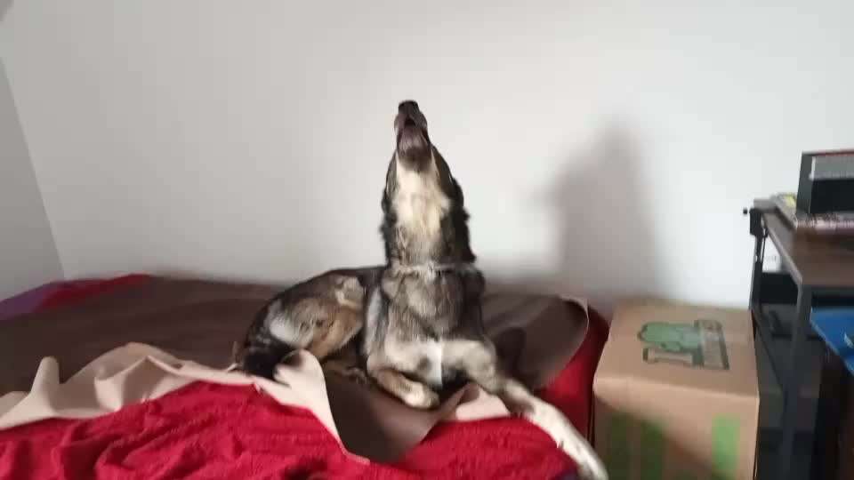 Heulen wie Wölfe-Beitrag-Bild