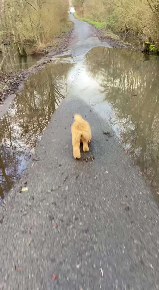 Der Pfützenplatsch und der Ich-mach-mir-die-Pfoten-nicht-nass-Beitrag-Bild