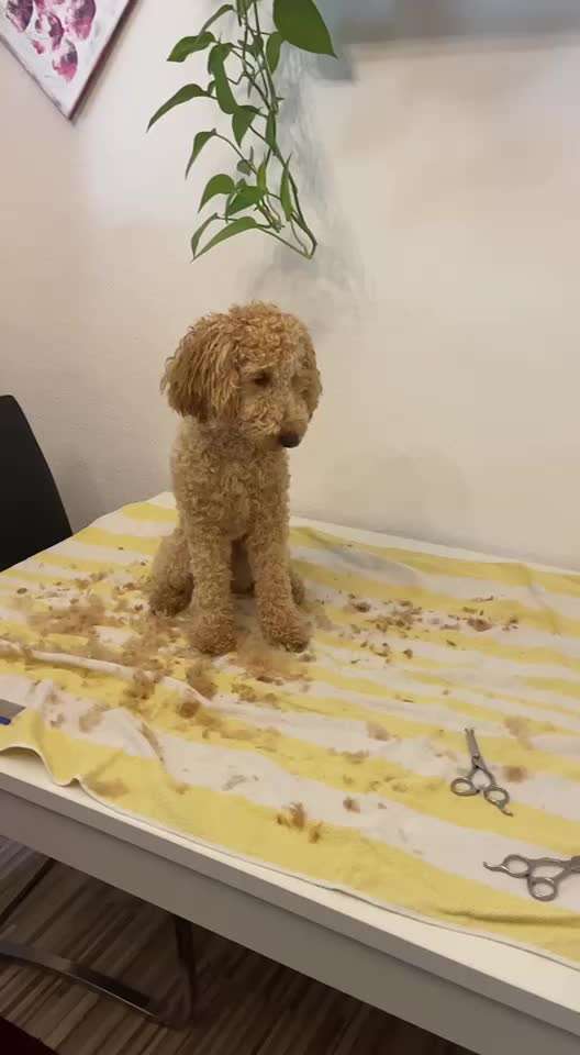 Alles rund um den Pudel-Beitrag-Bild