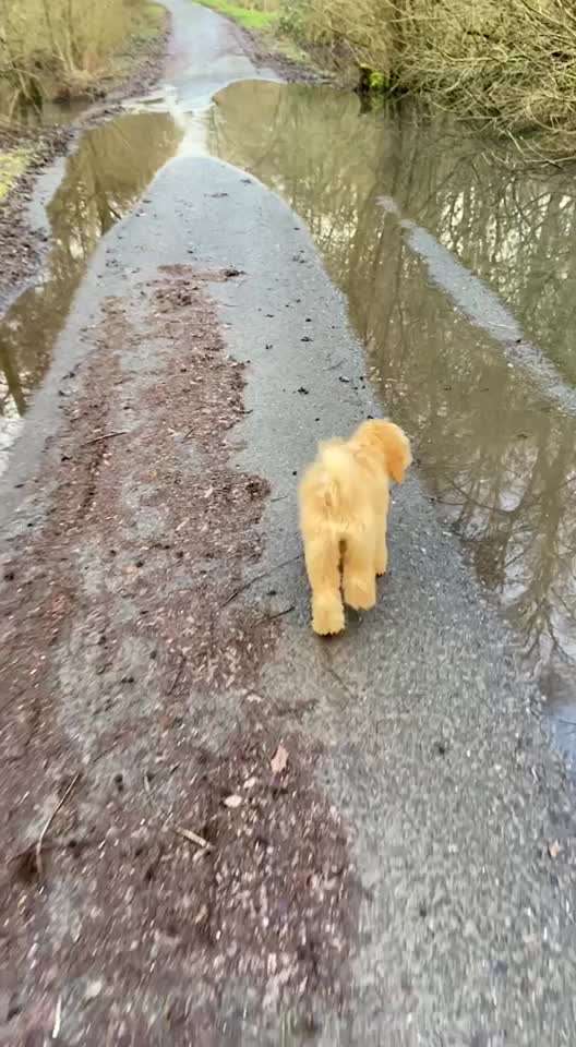 19. Video Challenge  "urkomische Hunde zum Brüllen lustig"-Beitrag-Bild