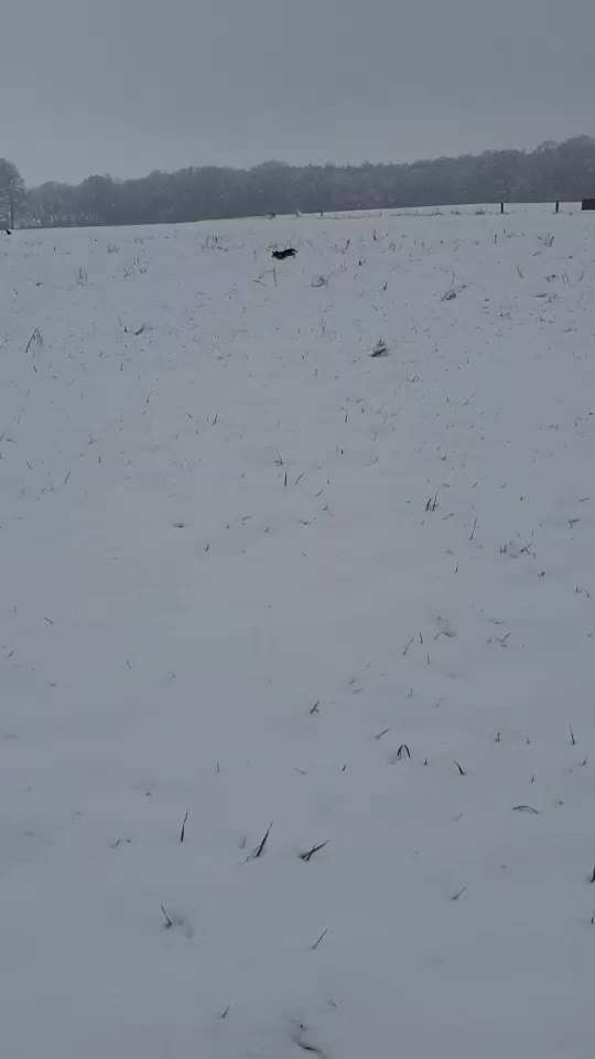 Jagdhunde/ stark jagdlich motivierte Hunde-Beitrag-Bild