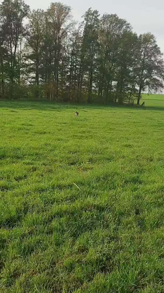 Beagle ohne Leine?-Beitrag-Bild