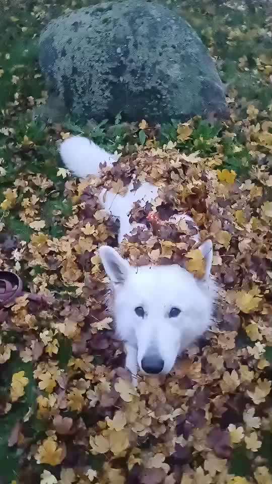 43. Impulskontrollchallenge: Decke deinen Hund zu und er muss liegenbleiben-Beitrag-Bild