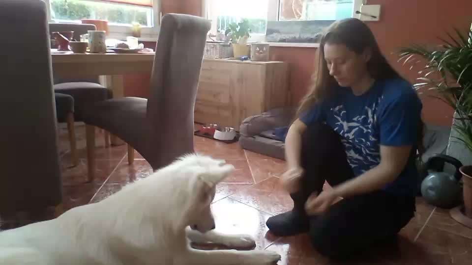 Impulskontrolle-Challenge Nr. 1: 10 Leckerli Spiel-Beitrag-Bild