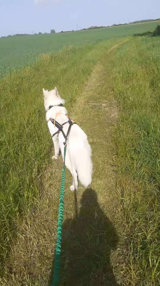 Handy Video Challenge Nr. 37 - "Dein Hund auf der Wiese"-Beitrag-Bild