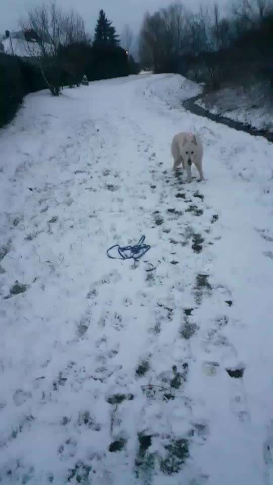 Trick Spiel - Koffer Packen - der 12.-Beitrag-Bild