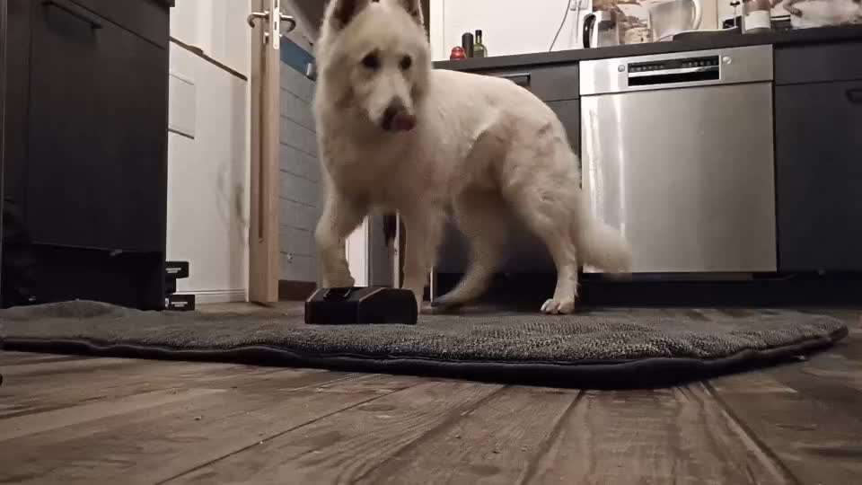 44.Tricktraining ,, Pfote auf Target,,-Beitrag-Bild