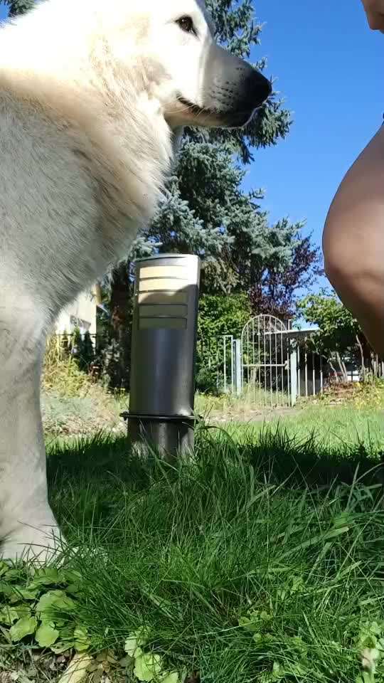 56. Gemeinsames Tricktraining : einein Gegenstand  ruckwärts umrunden-Beitrag-Bild