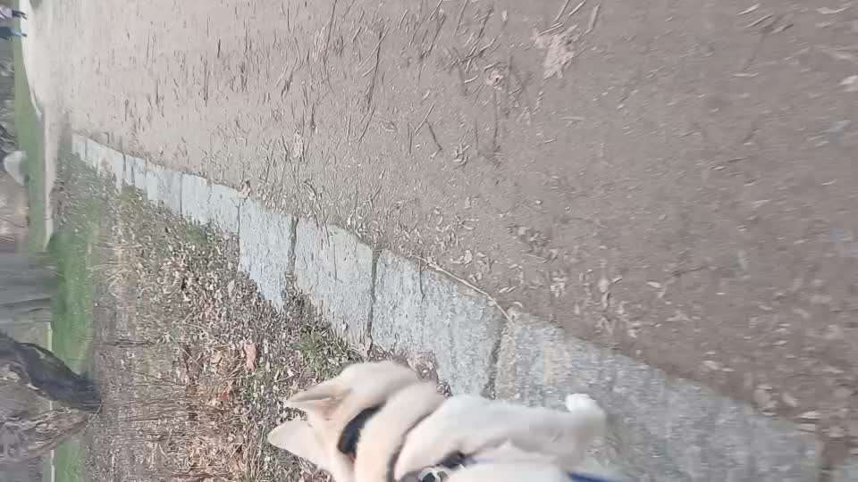 50. Impulskontrolle Übung: Verfolgen-Beitrag-Bild