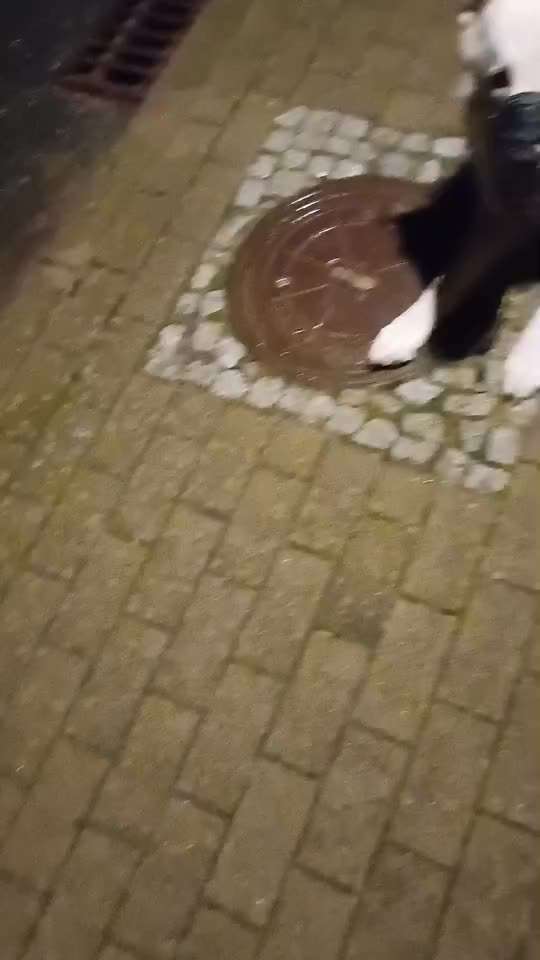 51. Impulskontrollchallenge: Maulkorb/ Ausrüstungsgegenstand tolerieren-Beitrag-Bild