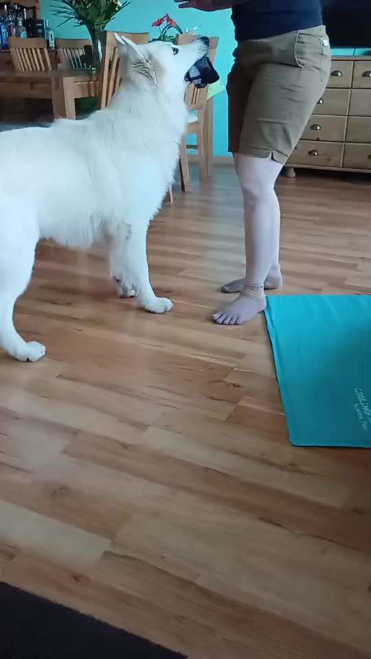 75.Trickchallenge: Bring etwas einer Person-Beitrag-Bild