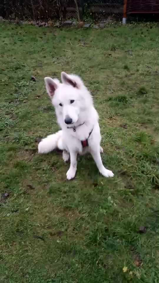 Impulskontrolle Challenge NR .4.           STOP/STEH/ WARTE-Beitrag-Bild